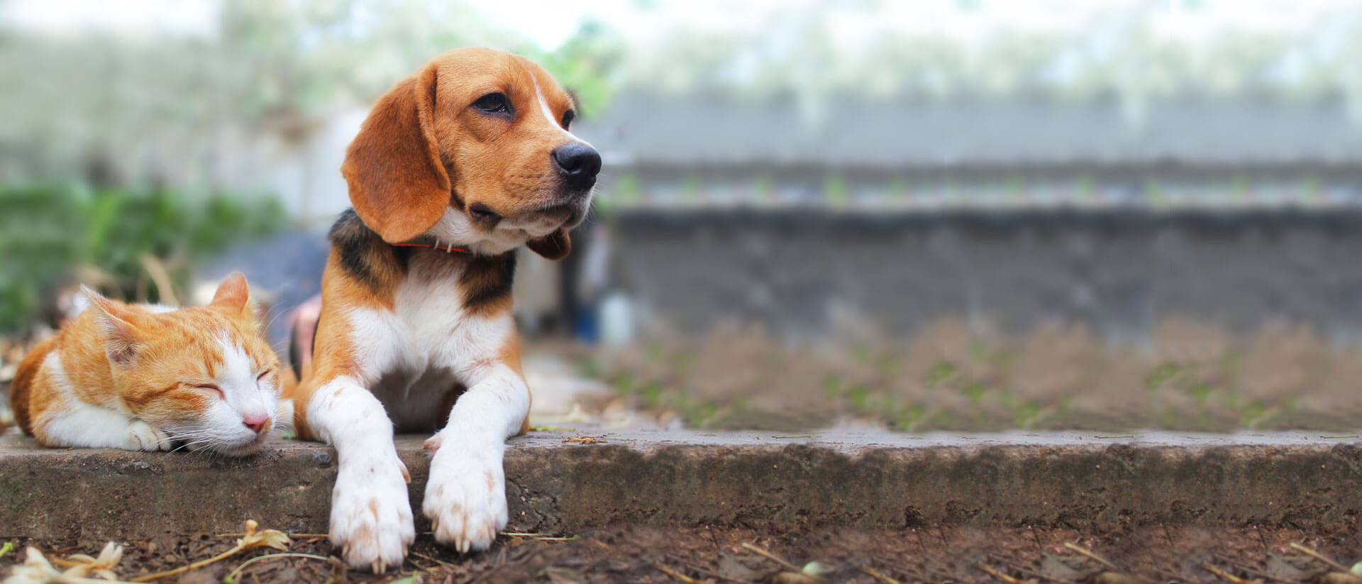 BARF Hunde- und Katzenfutter