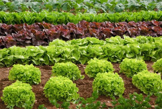 Salat