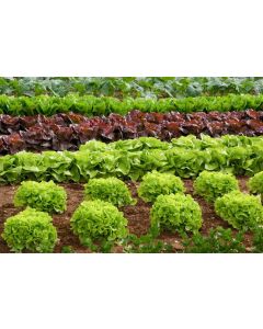 Salat